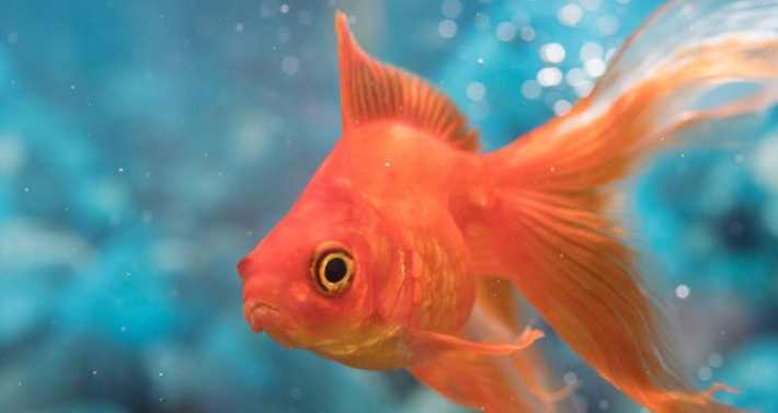 what-is-the-scientific-name-of-goldfish-goldfish-ka-scientific-naam