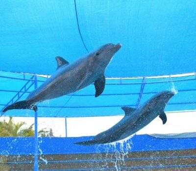 Dive into Paradise: Swimming with Dolphins in Nuevo Vallarta